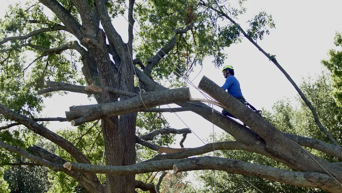 Professional Crown Thinning performed by certified arborists in Barksdale